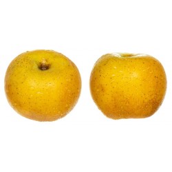 Pomme Chanteclerc