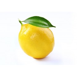 Citron Corse feuille