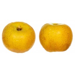 Pomme Reine des Reinettes