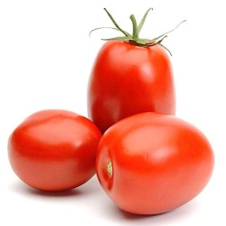 Tomate allongée